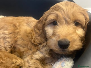 Cockapoo dogs Last girl Cockapoo ready for her new home - Advert 16