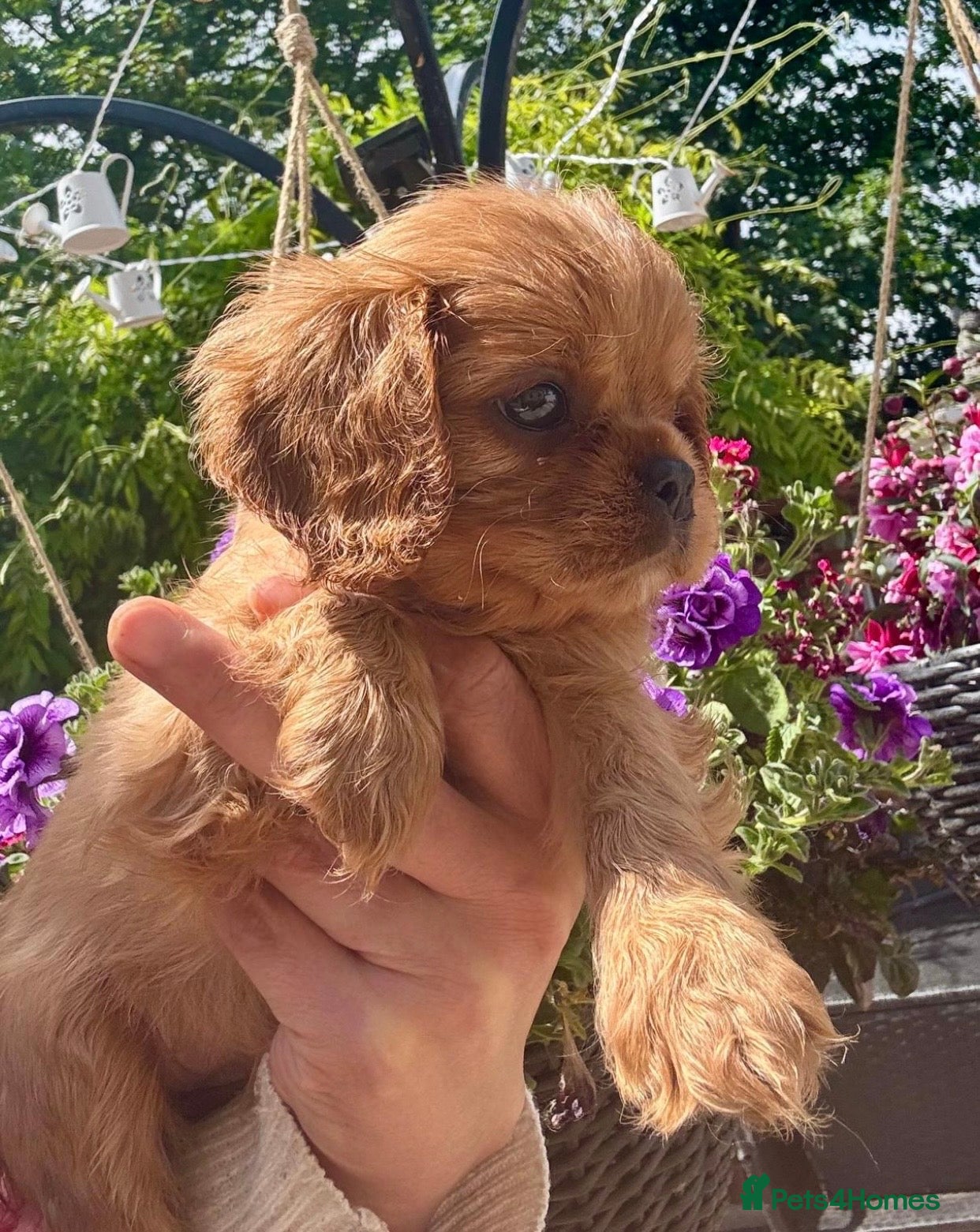 Cavalier King Charles Spaniel dogs Ready now Cavalier King Charles spaniel  - Advert 9