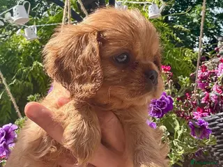 Cavalier King Charles Spaniel dogs Ready now Cavalier King Charles spaniel - Advert 1