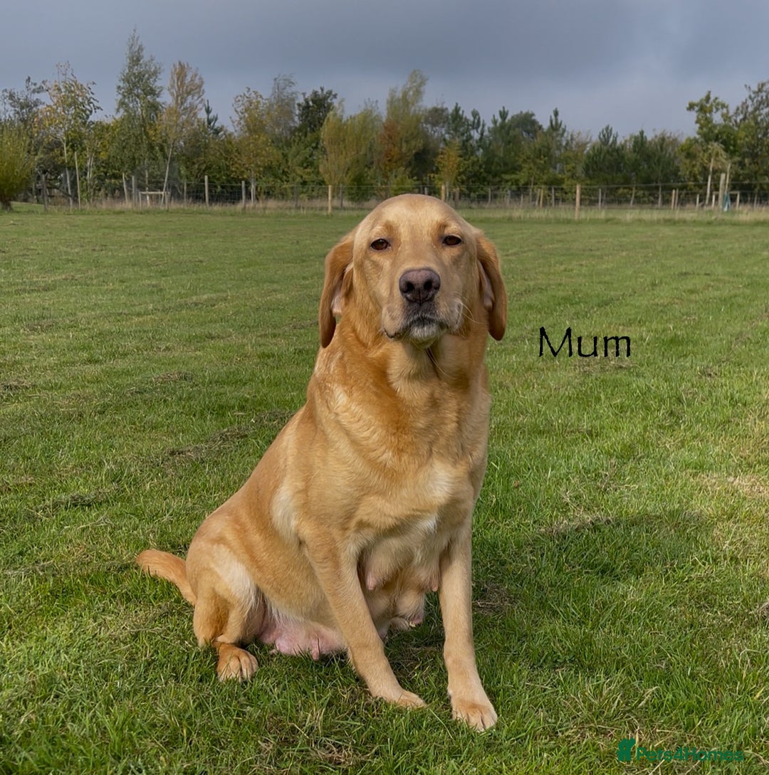 Labrador Retriever dogs for sale: KC Reg Fox Red/Yellow Labrador Pups Health Tested  - Advert 7