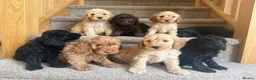 Australian Labradoodle dogs for sale: Stunning Miniature Australian Labradoodles  - Advert 11