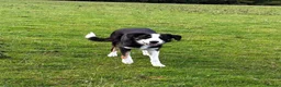 Border Collie dogs for sale: 9 month old male Border Collie  - Advert 6
