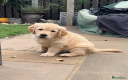 Golden Retriever dogs for sale: Ready now - Golden Retriever Puppies  - Image 17