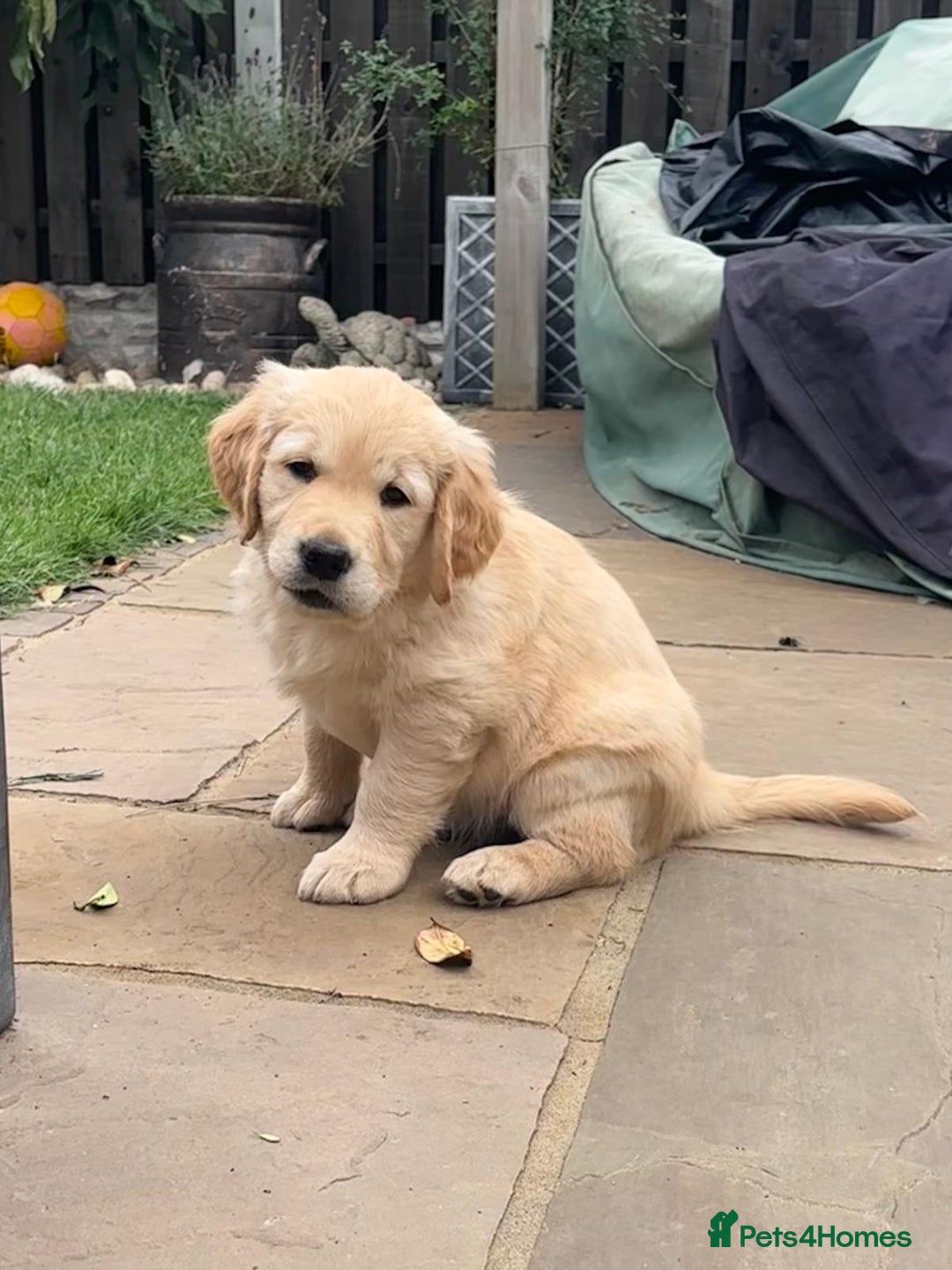 Golden Retriever dogs for sale: Ready now - Golden Retriever Puppies  - Image 17