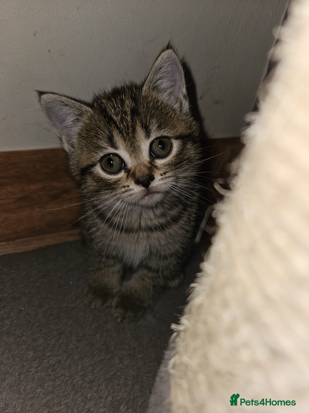 British Shorthair cats for sale: British Shorthair Kittens Full Pedigree Parents  - Advert 17