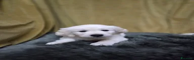 Golden Retriever Puppy 5