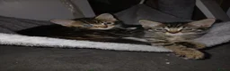 Mixed Breed cats for sale: 5 Beautiful kittens for sale - Advert 12