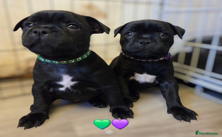 Staffordshire Bull Terrier dogs - Advert 9