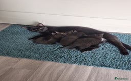 British Shorthair cats for sale: Kittens british shorthair bombay mix - Image 2