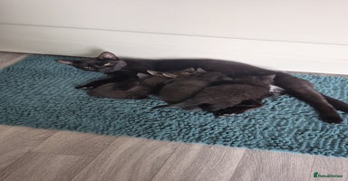 British Shorthair cats - Advert 7