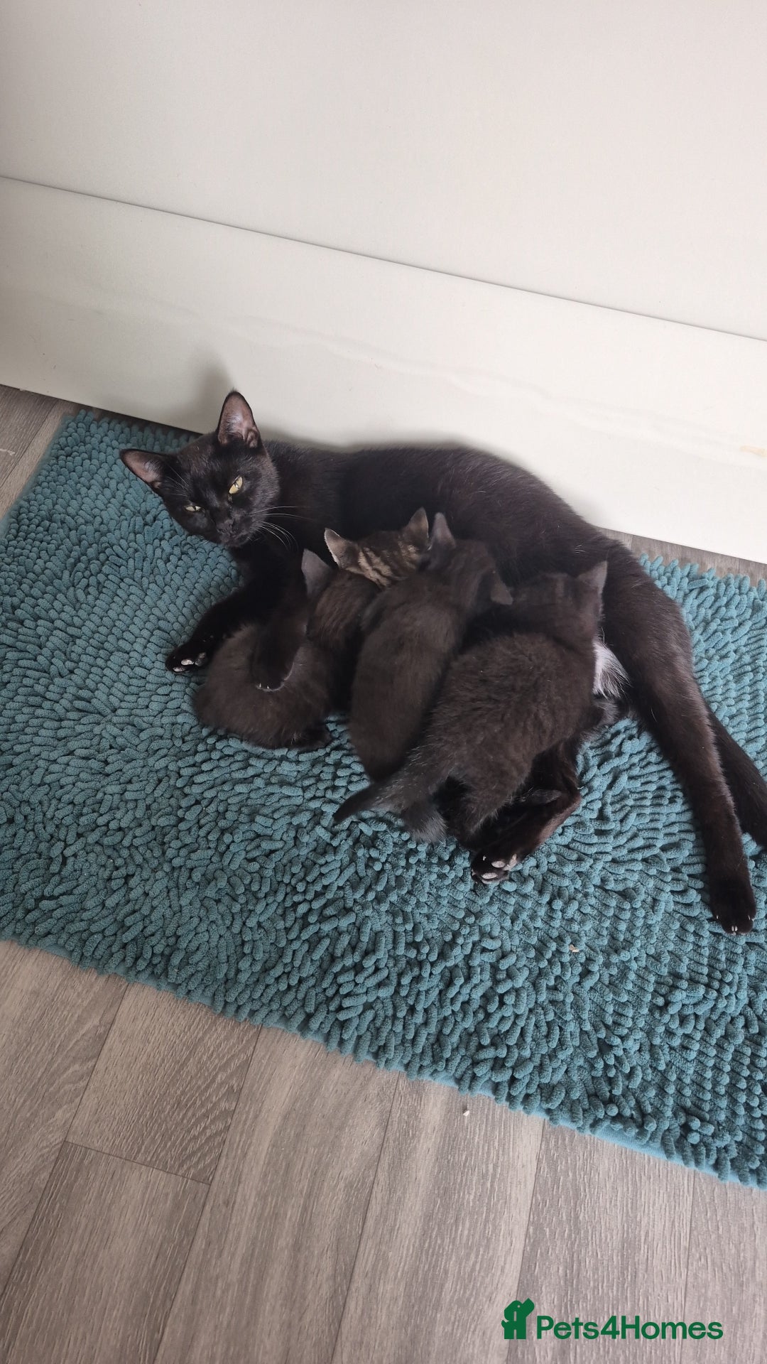 British Shorthair cats for sale: Kittens british shorthair bombay mix - Image 2