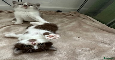 British Shorthair cats - Advert 10