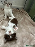 British Shorthair cats - Advert 12