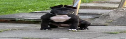 English Bull Terrier dogs for sale: Black Female English Bullterrier  in Luton - Advert 5