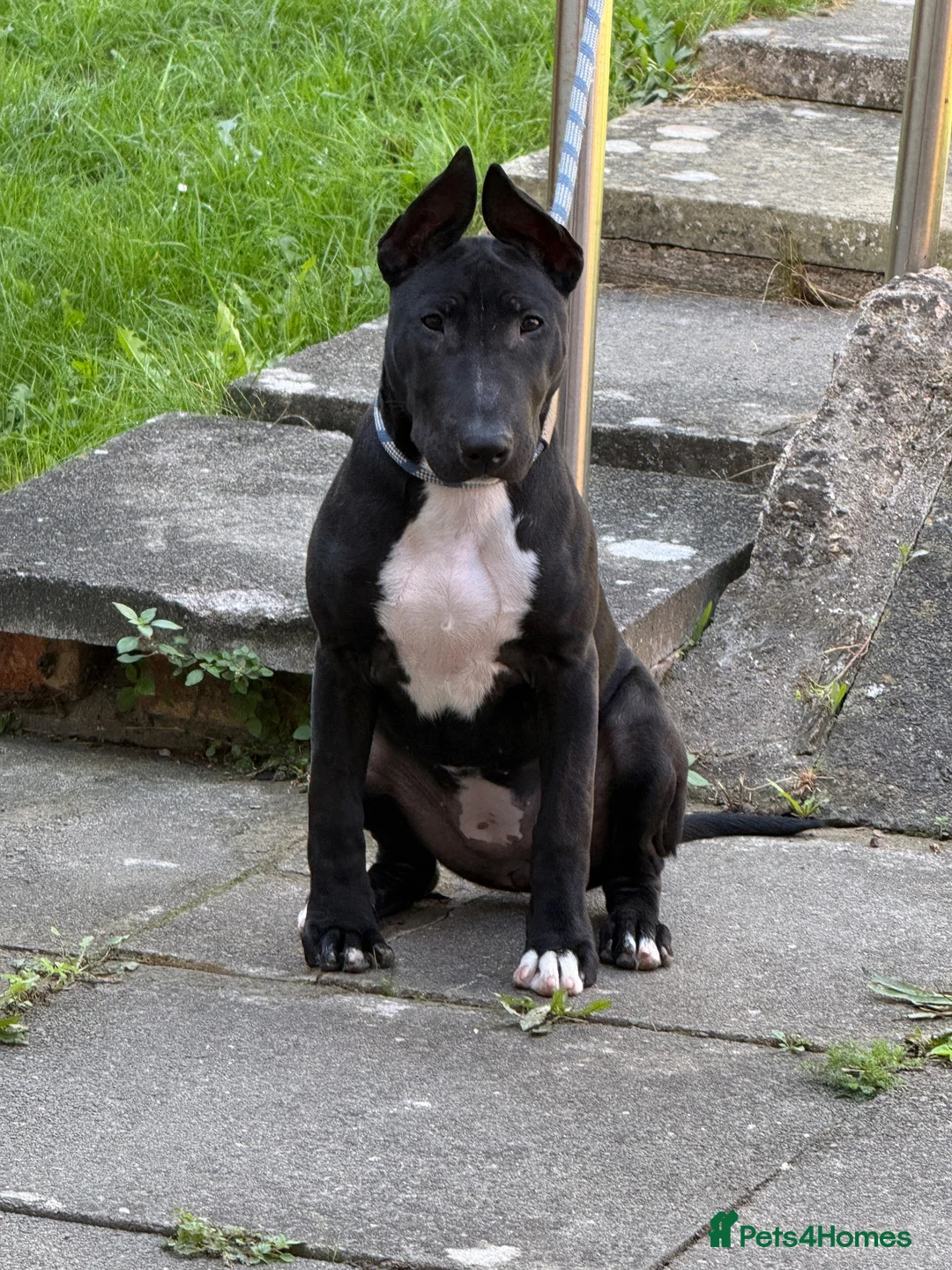 English Bull Terrier dogs for sale: Black Female English Bullterrier  in Luton - Advert 5