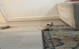 Ragdoll cats for sale: ✨2 girls stunning ragdolls left 💖 - Image 5