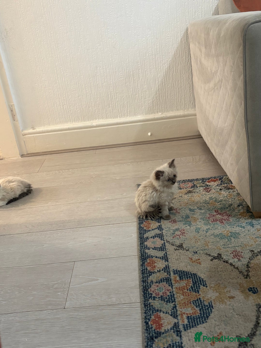 Ragdoll cats for sale: ✨2 girls stunning ragdolls left 💖 - Image 5
