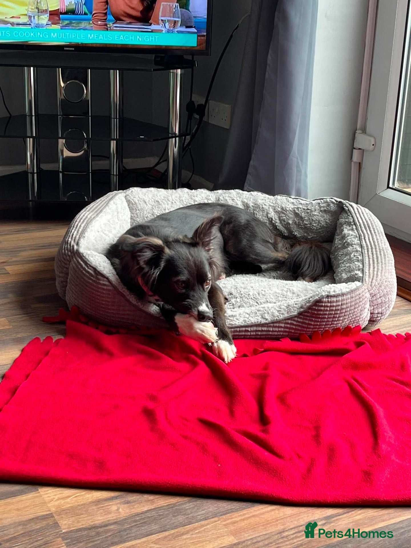 Mixed Breed dogs Roxy seeks foster or adoptive home  - Advert 1