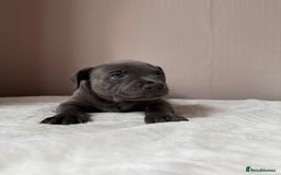 Staffordshire Bull Terrier dogs for sale: BLUEDOGCITY PHARON AT BULLSCAFF X WEDNESDAY ADDAMS - Image 19