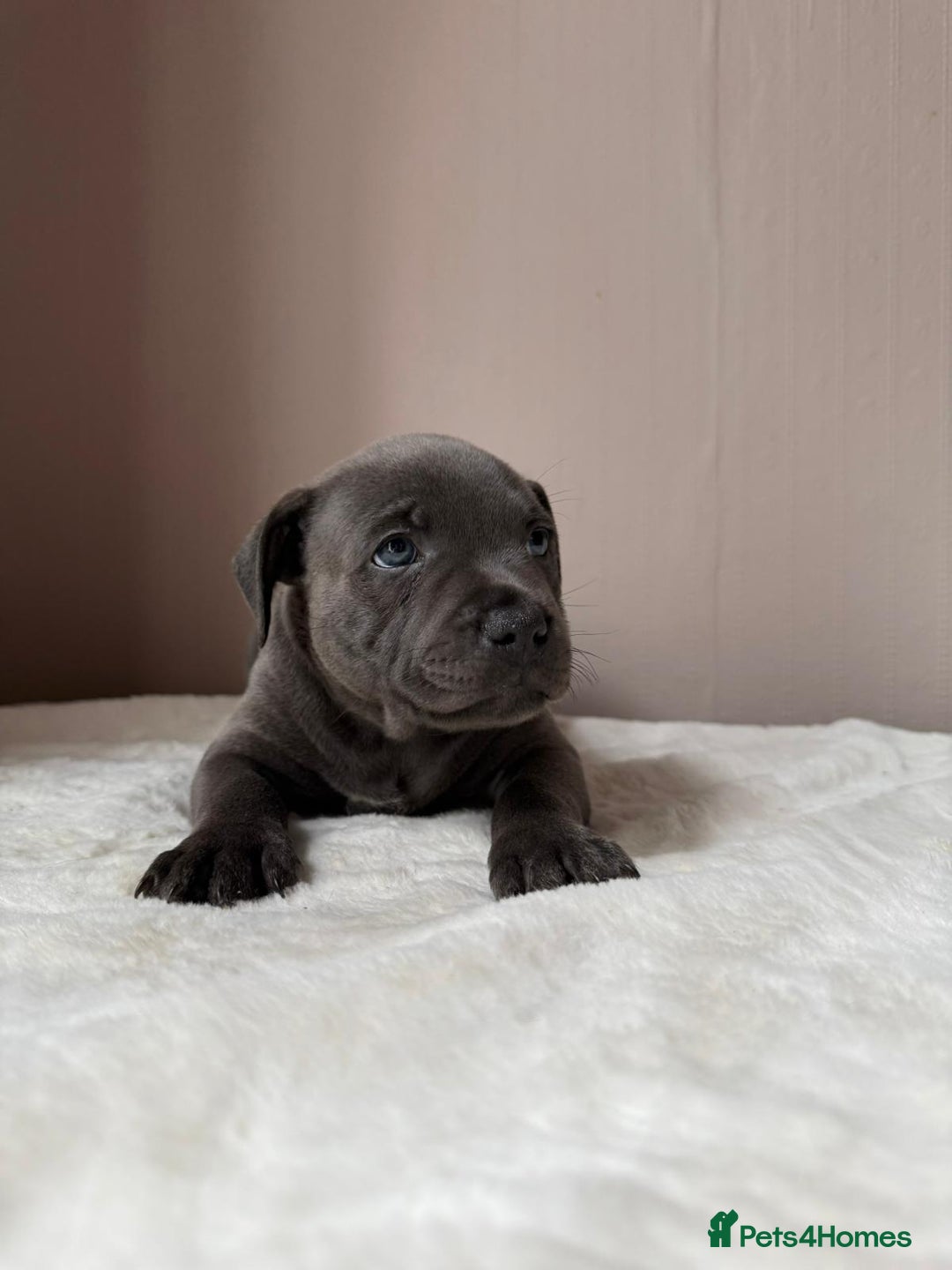 Staffordshire Bull Terrier dogs for sale: BLUEDOGCITY PHARON AT BULLSCAFF X WEDNESDAY ADDAMS - Image 19