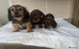 Dachshund dogs for sale: Dachshund puppies - Image 1