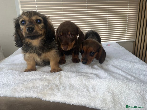 Dachshund dogs - Advert 1