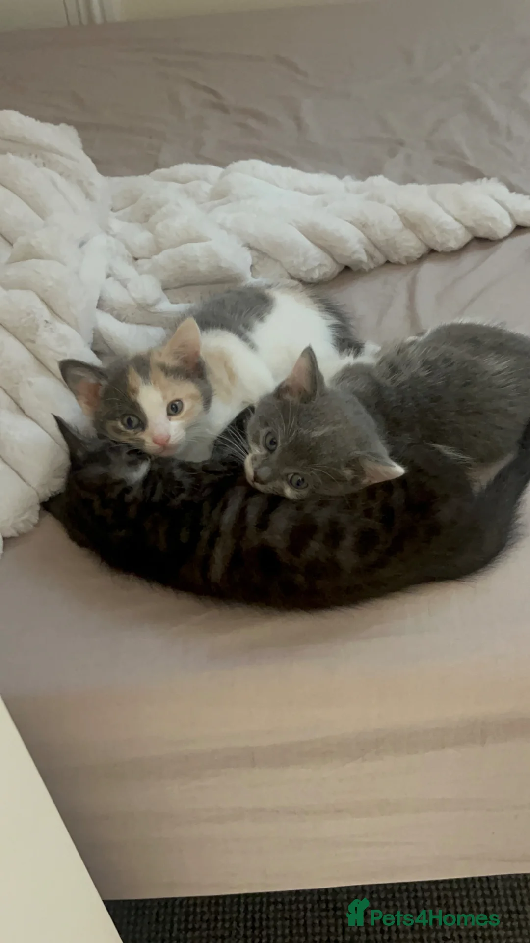 Mixed Breed cats for sale: Kittens for sale (grey girl left) in Honiton - Advert 1