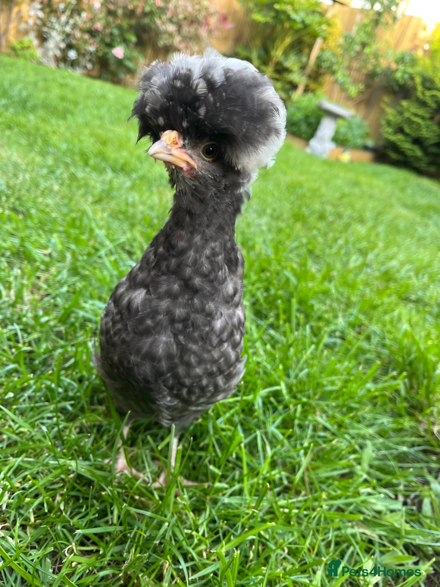 Chickens poultry 2 black polish chicks around 7 weeks old  - Advert 1