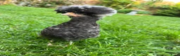 Chickens poultry for sale: 2 black polish chicks around 7 weeks old  - Advert 1