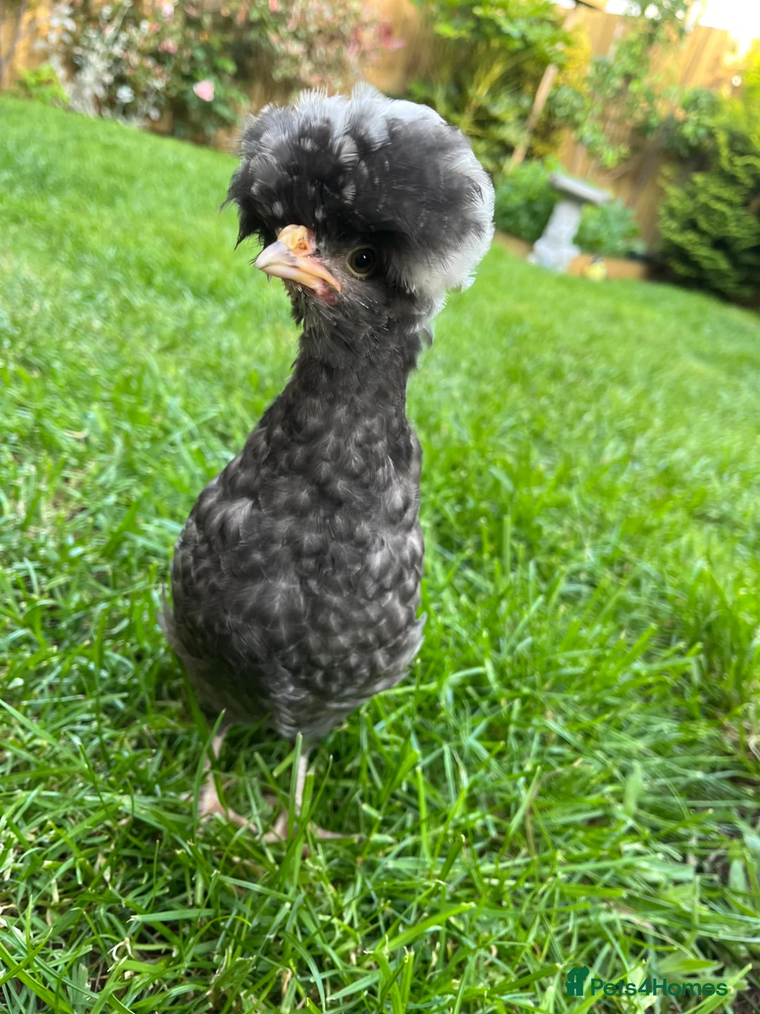 Chickens poultry for sale: 2 black polish chicks around 7 weeks old  - Advert 1