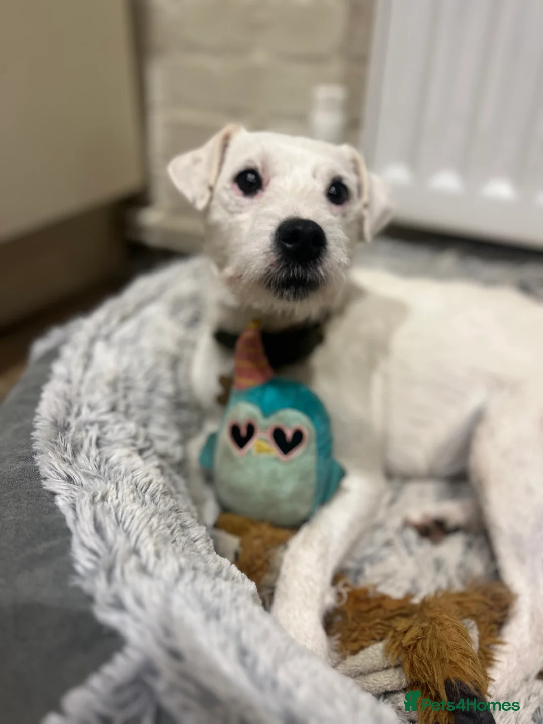 Parson Russell dogs for sale: Stunning KC REG Parson Terrier Pups  - Advert 5