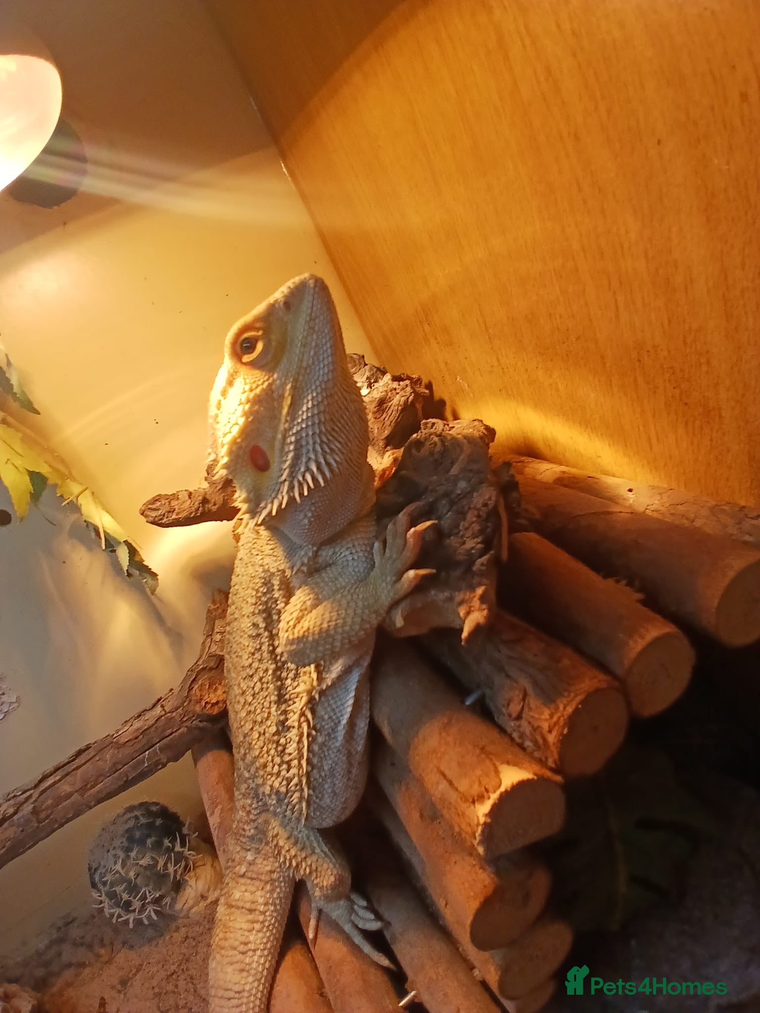 Bearded Dragon reptiles Make barded dragon and set up - Advert 6