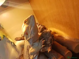 Bearded Dragon reptiles Make barded dragon and set up - Advert 6