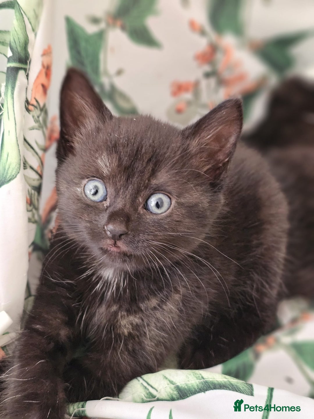 Domestic Shorthair cats for sale: Nows the Time to Bond – Kittens Ready for Adopt 🐱 - Image 6