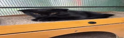 Scottish Fold cats for sale: Scotish fold  - Advert 2