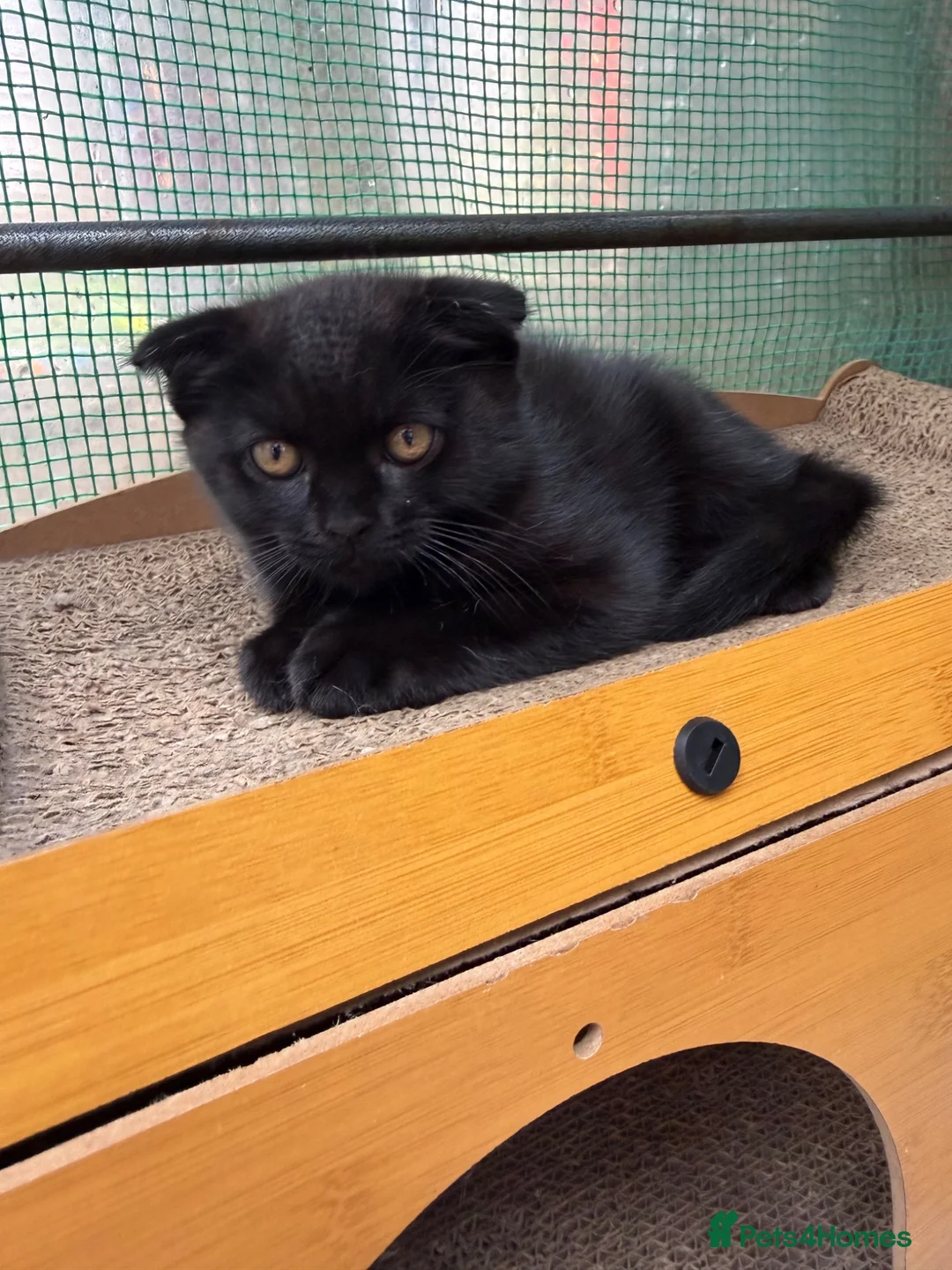 Scottish Fold cats for sale: Scotish fold  - Advert 2
