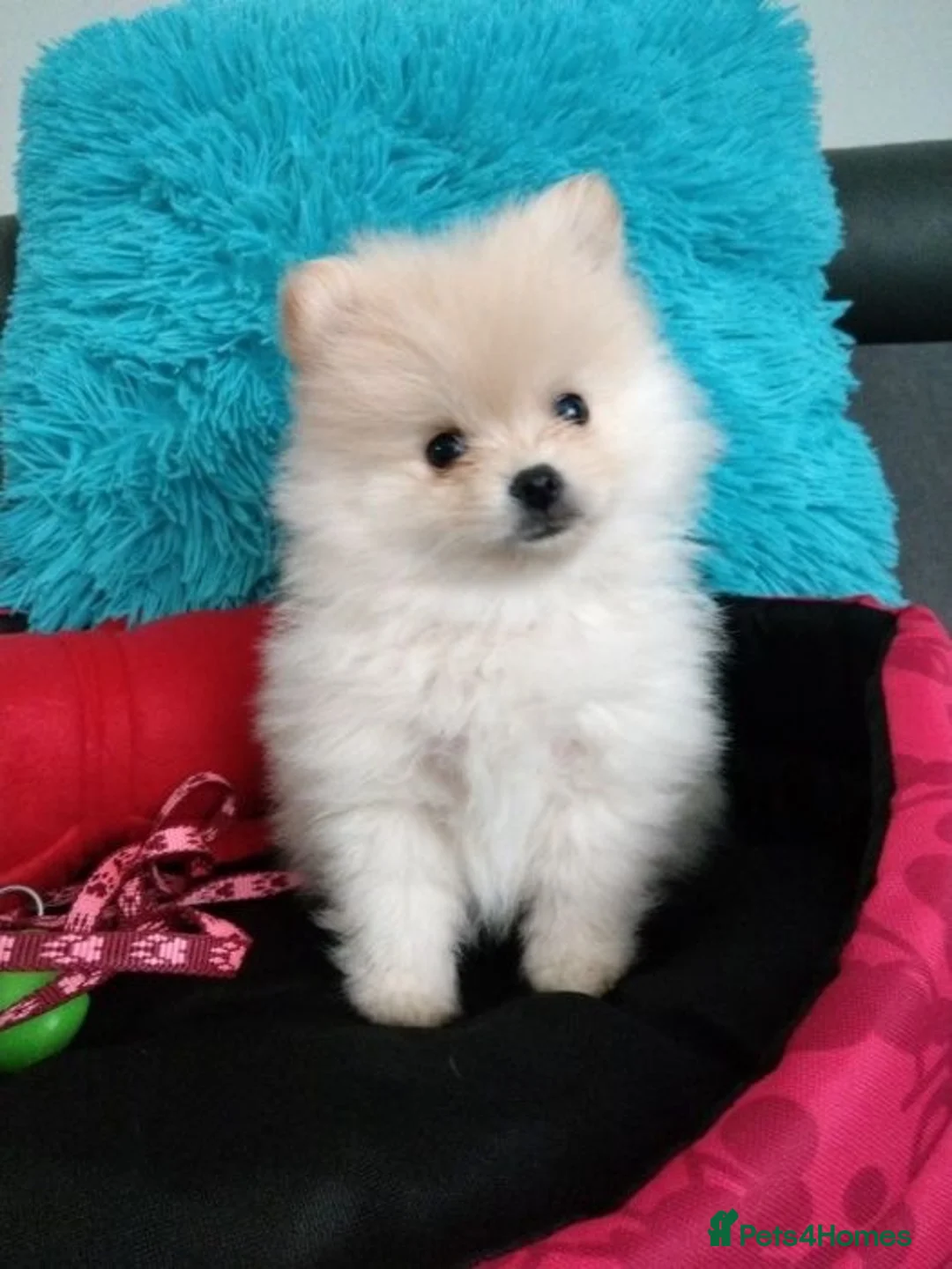 Pomeranian dogs for sale: Beautiful white cream Pomeranian puppies - Advert 15