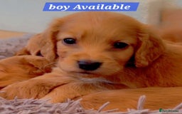 Cocker Spaniel dogs for sale: Cockerspaniel fox red stunning puppies 🐶  - Image 29