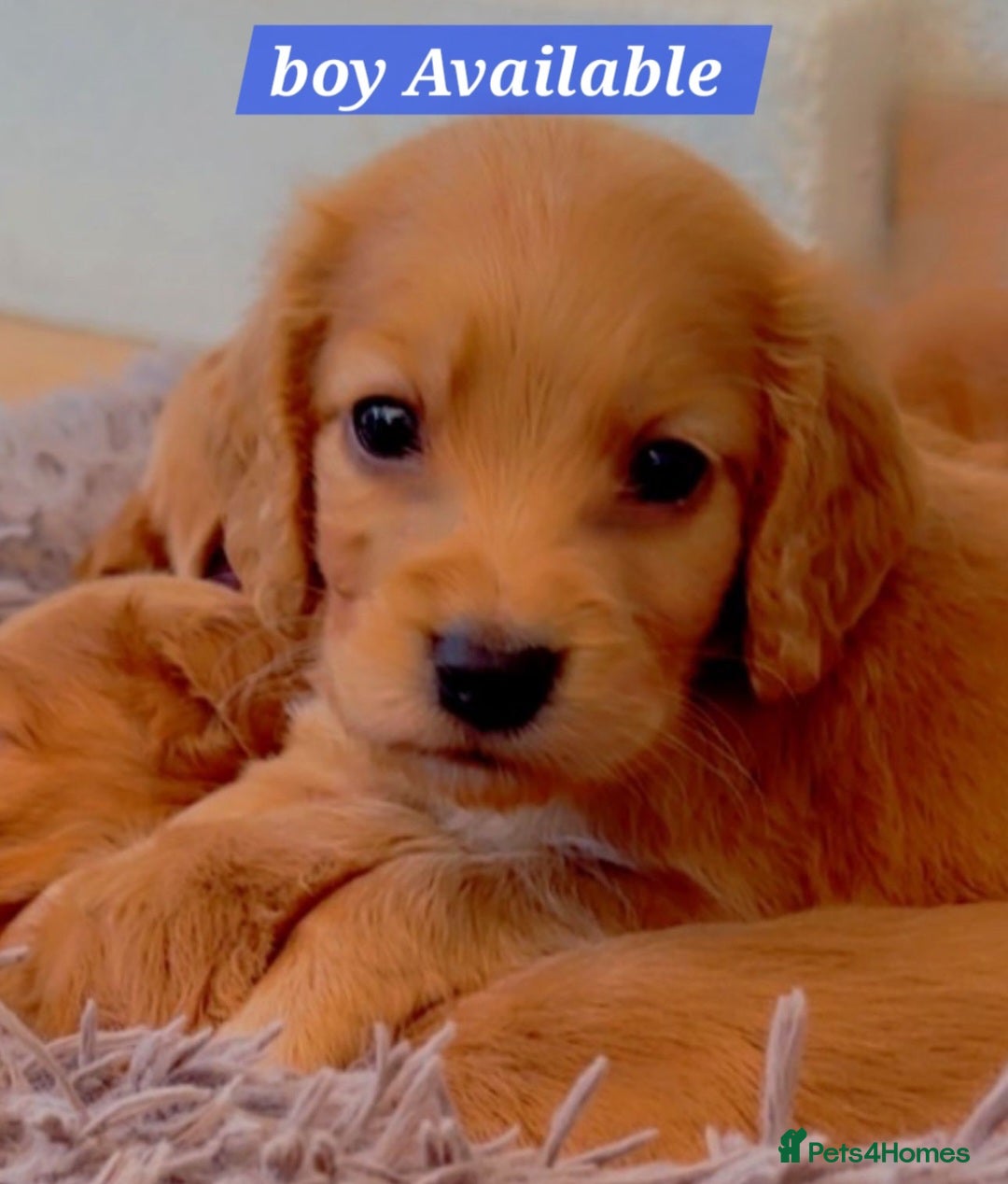 Cocker Spaniel dogs for sale: Cockerspaniel fox red stunning puppies 🐶  - Image 29