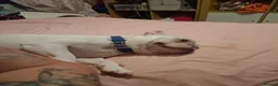 French Bulldog dogs for sale: White French bulldog  - Advert 1
