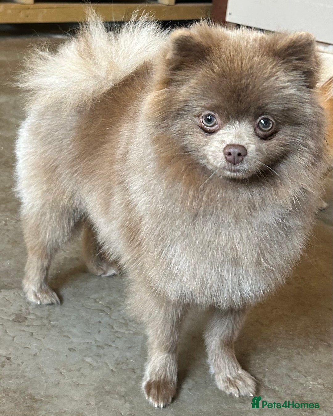 Pomeranian dogs for stud: 💙 Jimmy Pom Stud 💙 - Advert 5