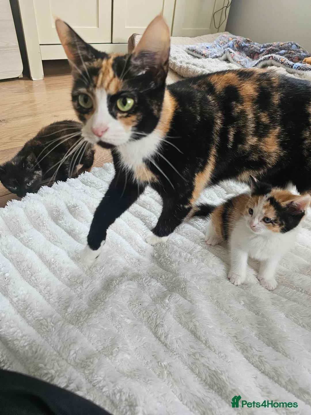 Mixed Breed cats for sale: 5 kittens looking for loving family  - Advert 1