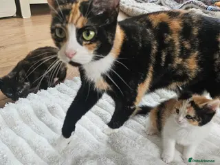 Mixed Breed cats 5 kittens looking for loving family - Advert 1