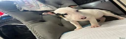 English Bull Terrier dogs for sale: Two beautiful English bull terrier puppies  - Advert 11