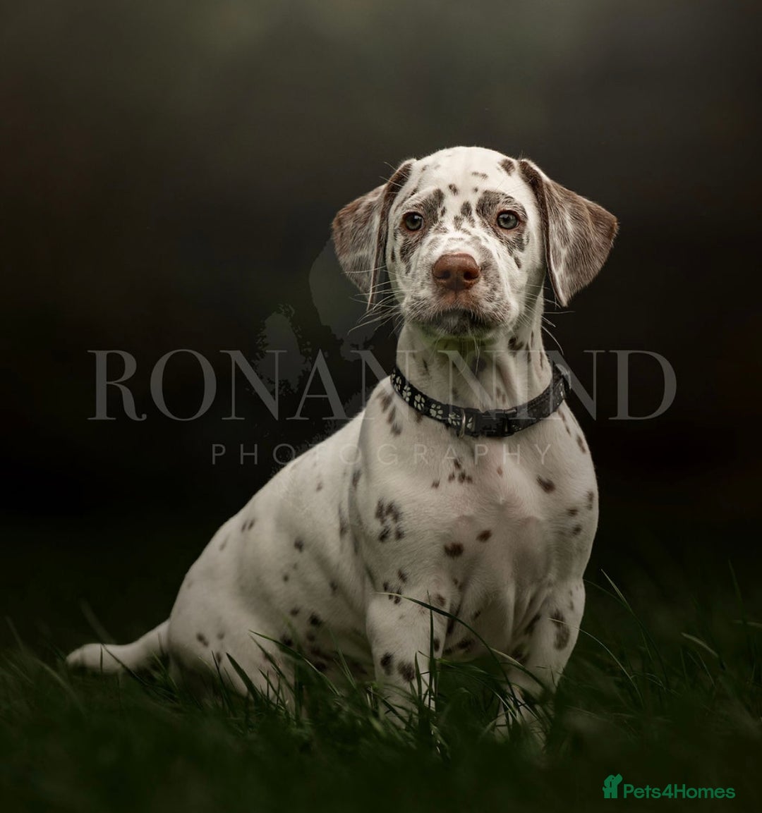Dalmatian dogs for sale: 1 liver spot boy, £1250,  - Image 10