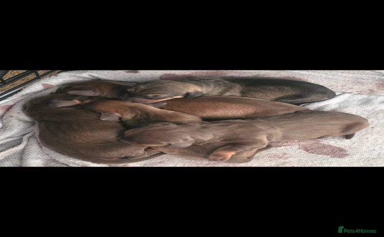Dachshund dogs - Advert 1