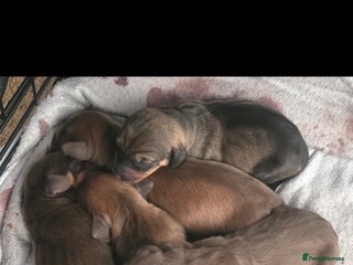 Dachshund dogs - Advert 1