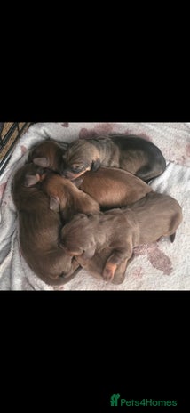 Dachshund dogs - Advert 1
