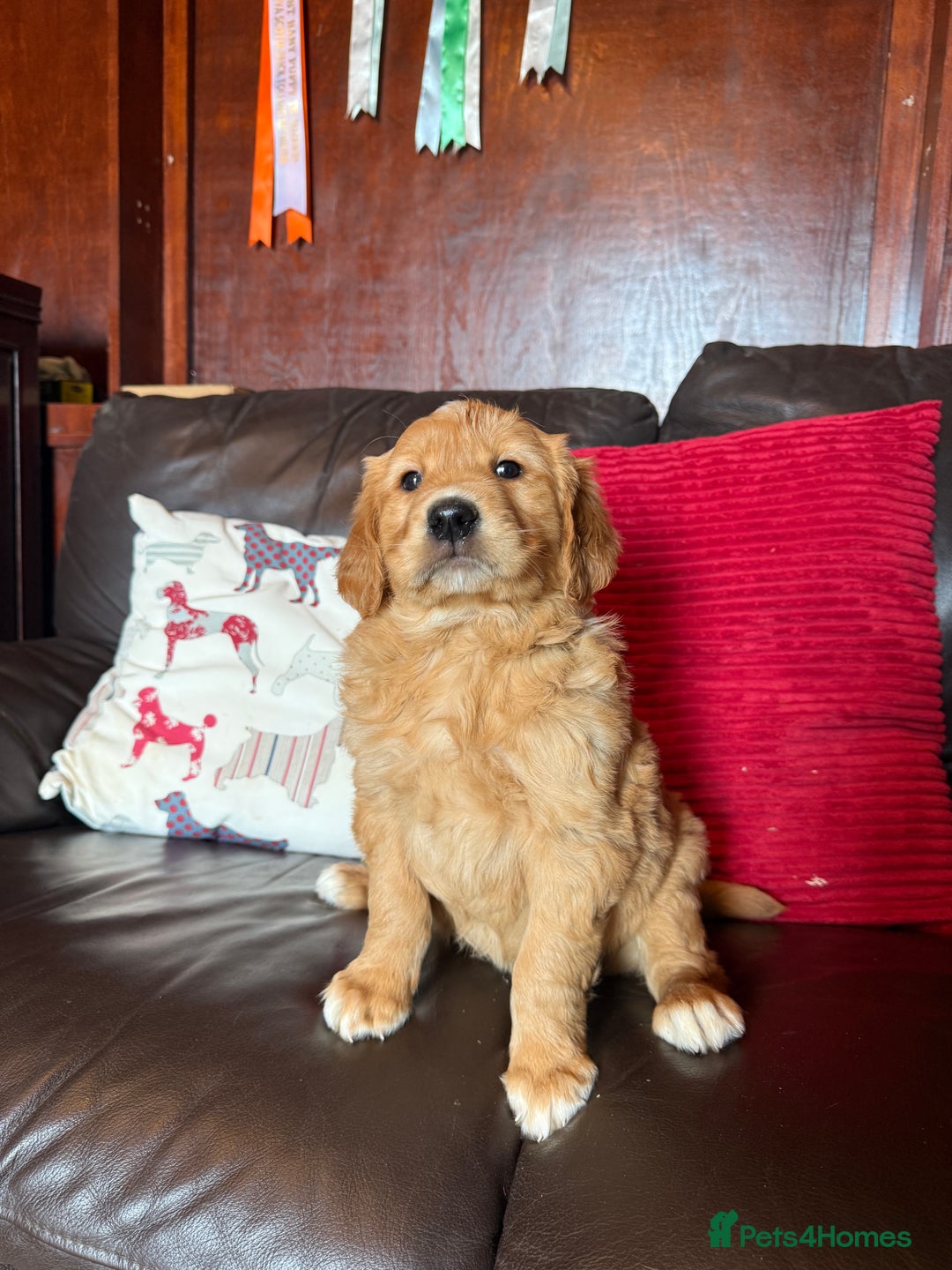Golden Retriever dogs for sale: Chunky red golden retriever puppies  - Image 3