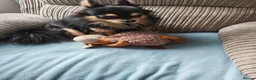 Chihuahua dogs for stud: Stud Chihuahua in Exmouth  - Advert 4